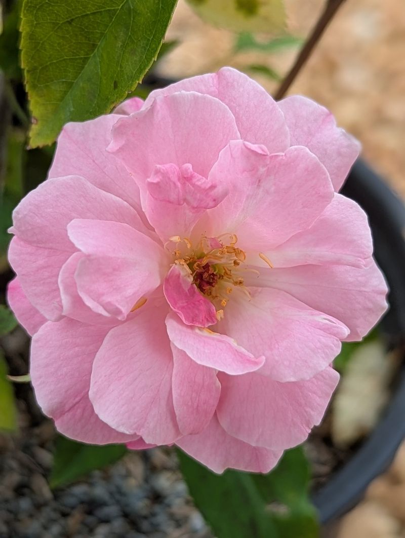 Old Blush