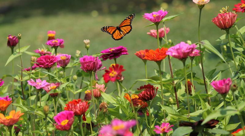 Zinnia