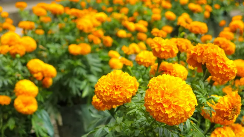Marigold Marigold