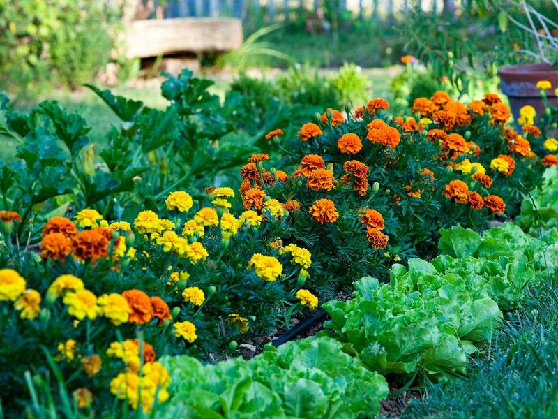 Marigold