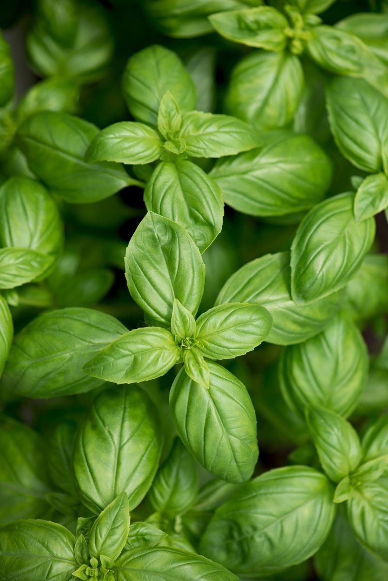 Basil