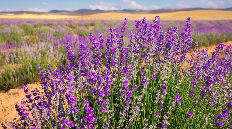 Lavender