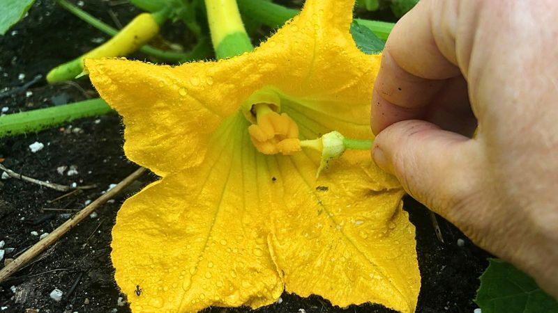 Mark the flowers and watch what happens Mark the flowers and watch what happens