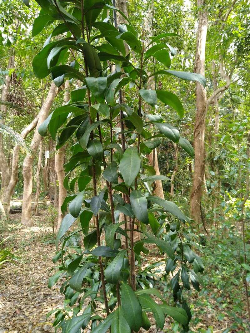 Marlberry