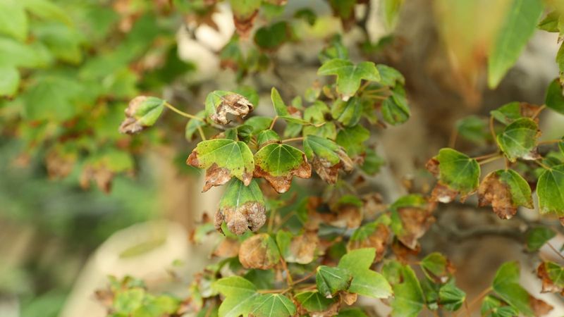 Watch for Signs of Overfeeding