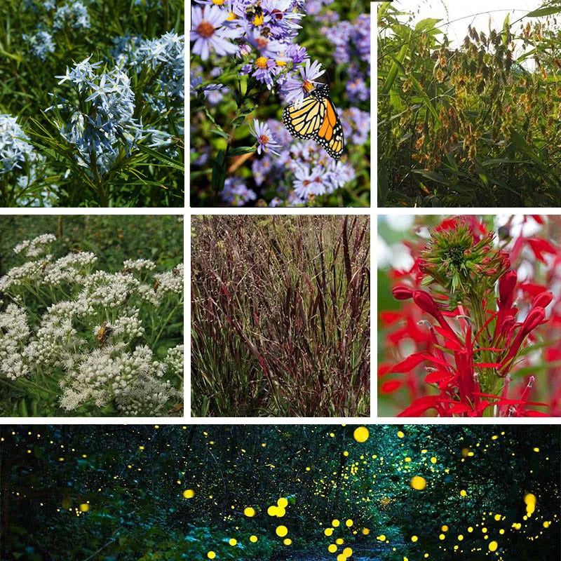 Match Texas plants and watering to the site, climate, and restrictions