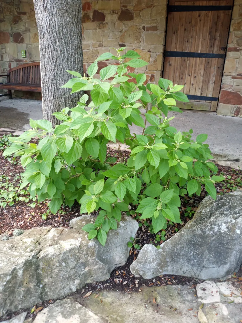 Match beautyberry to the Texas site where it can thrive