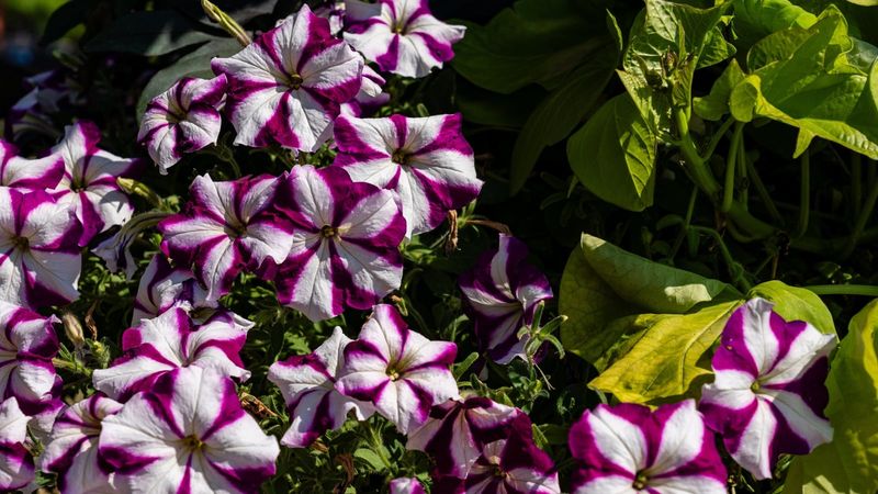 Match cleanup to the petunia cultivar