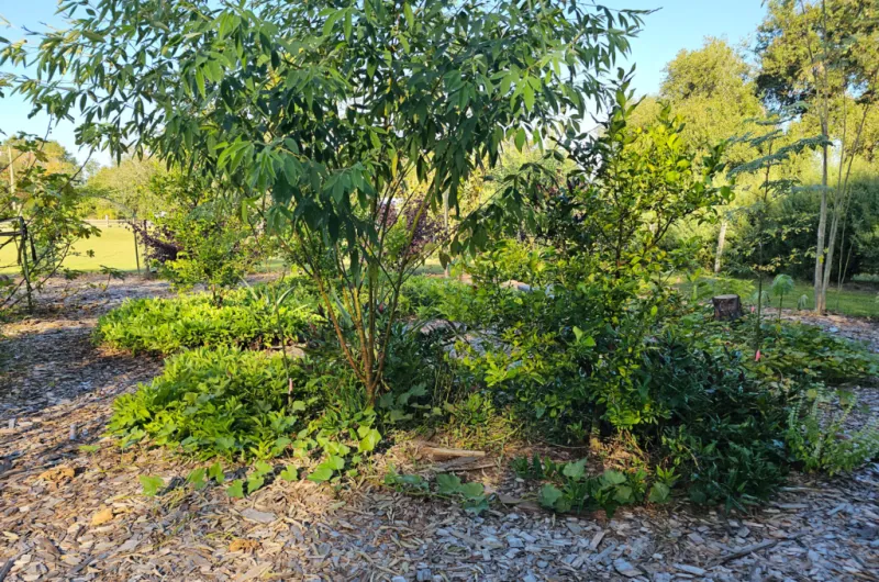 Match native plants to the Florida site