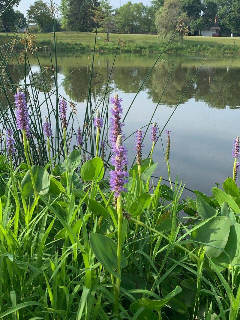 Match pickerelweed to dependable Texas moisture