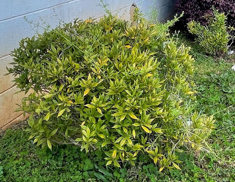 Match pruning and feeding to the plant’s stress and flowering stage