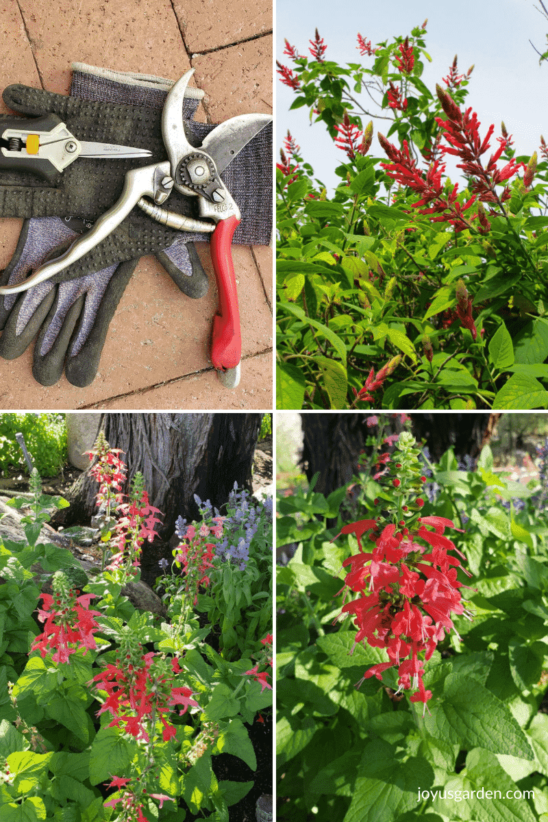 Match the Cut to the Salvia's Growth Habit