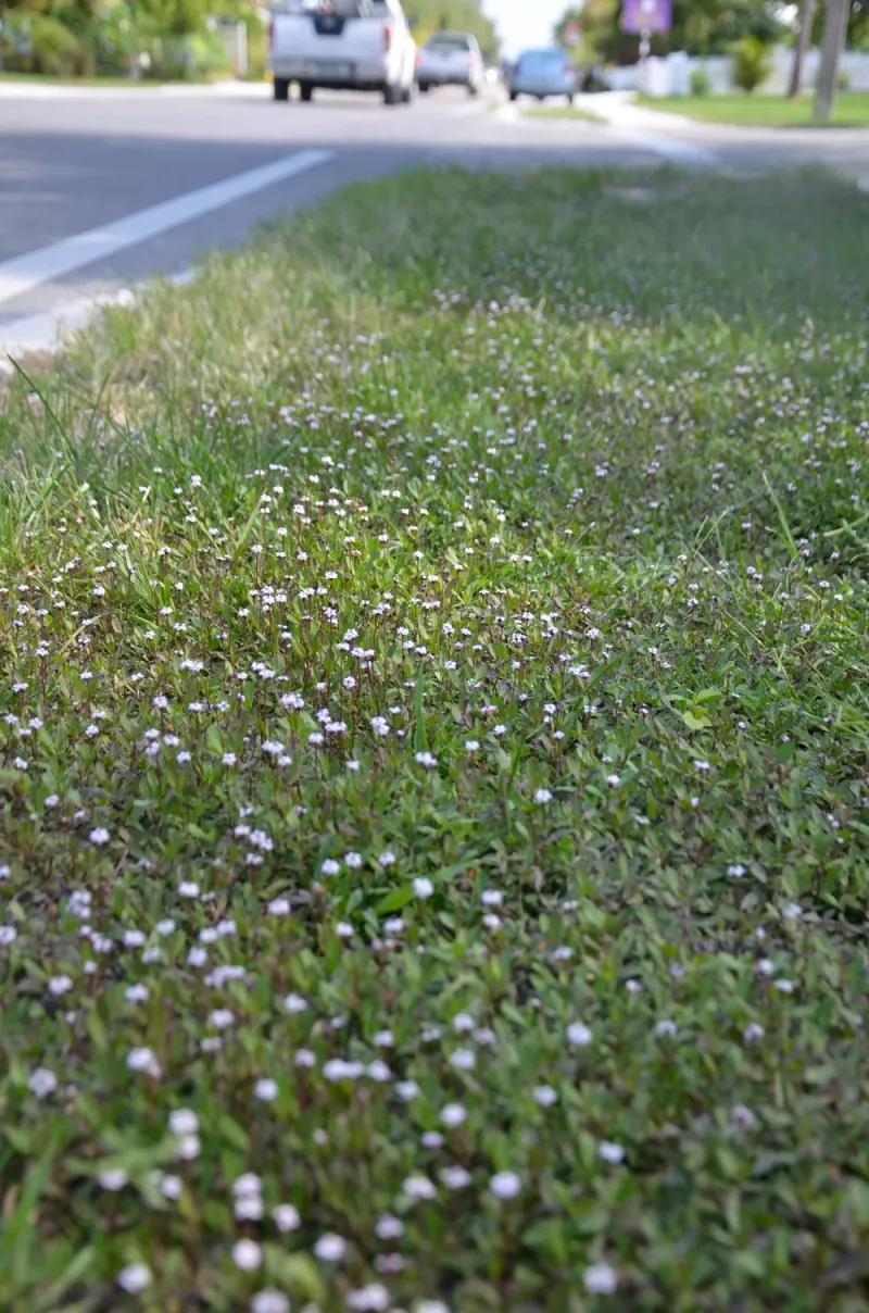 Match the Planting to the Site and Foot Traffic