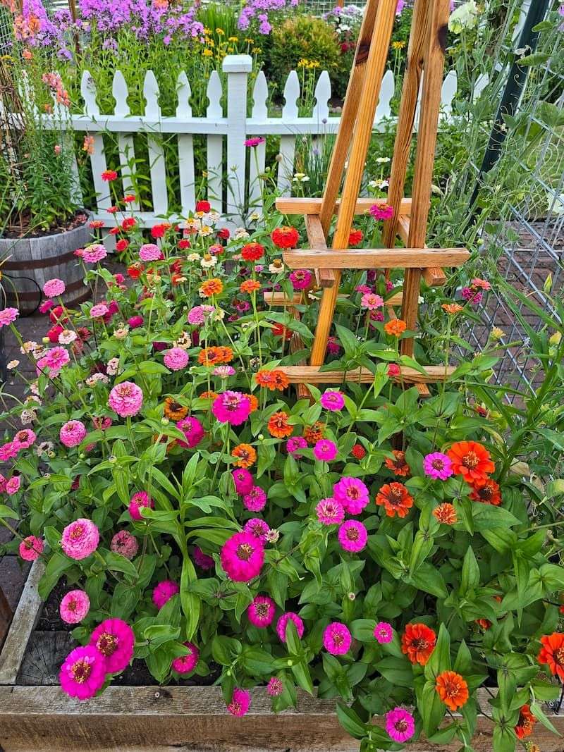 Match the Zinnia to the Site, Then Let Conditions Guide Care Match the Zinnia to the Site, Then Let Conditions Guide Care