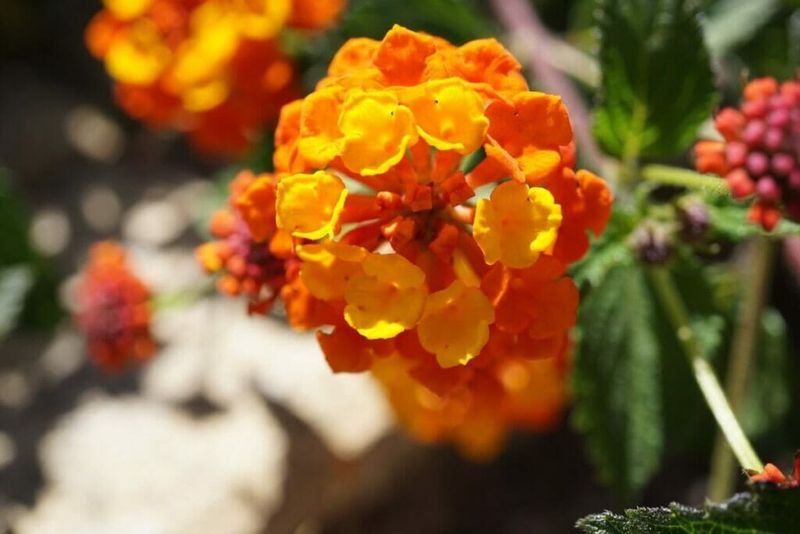 Match the care to the lantana you actually have Match the care to the lantana you actually have