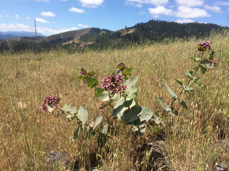 Match the native milkweed to your county and growing conditions