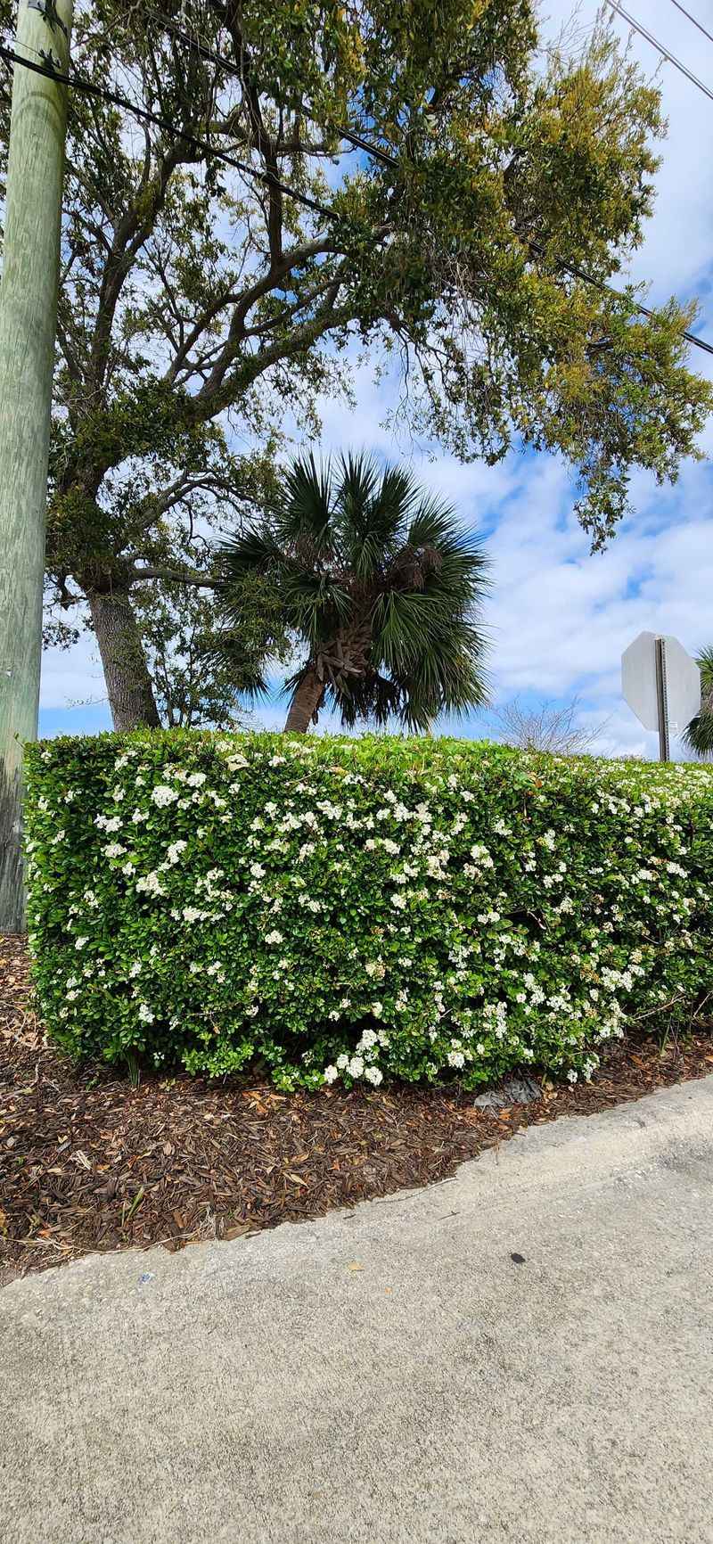 Match the plant to the Florida site