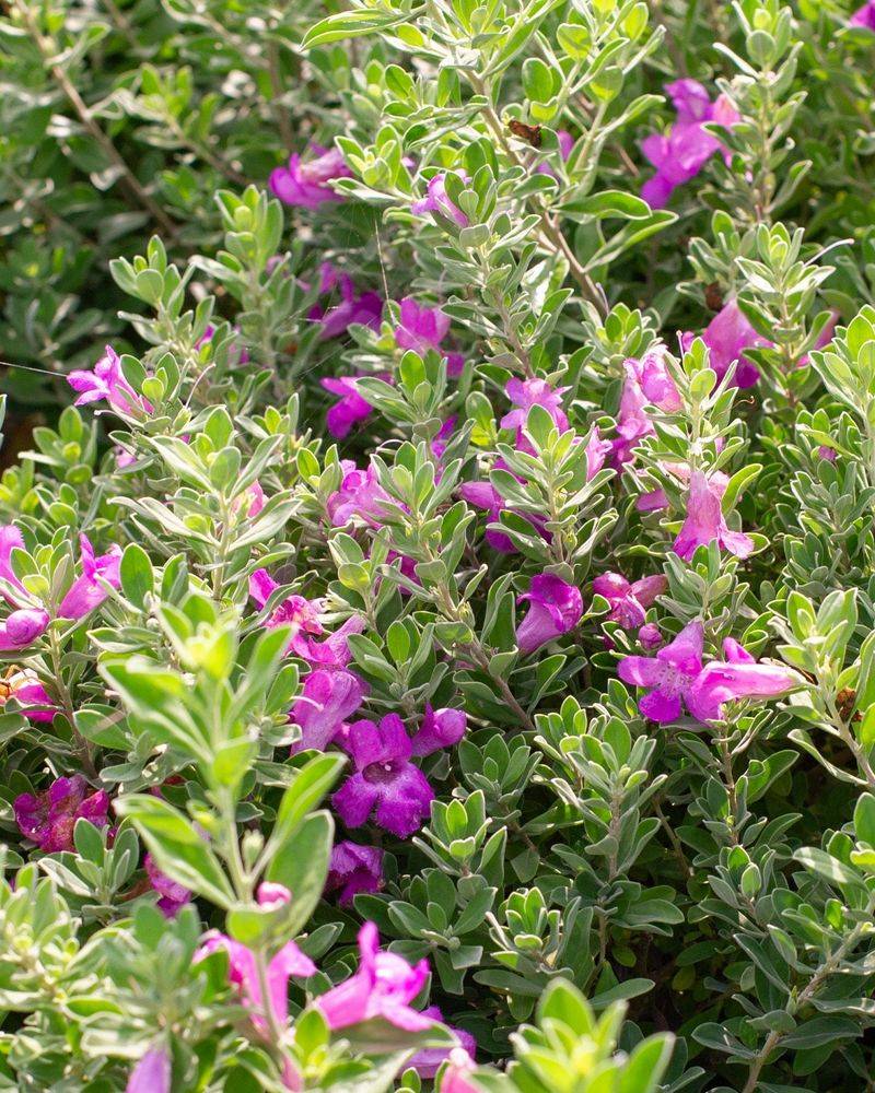 Match the plant to the fragrance you actually want Match the plant to the fragrance you actually want