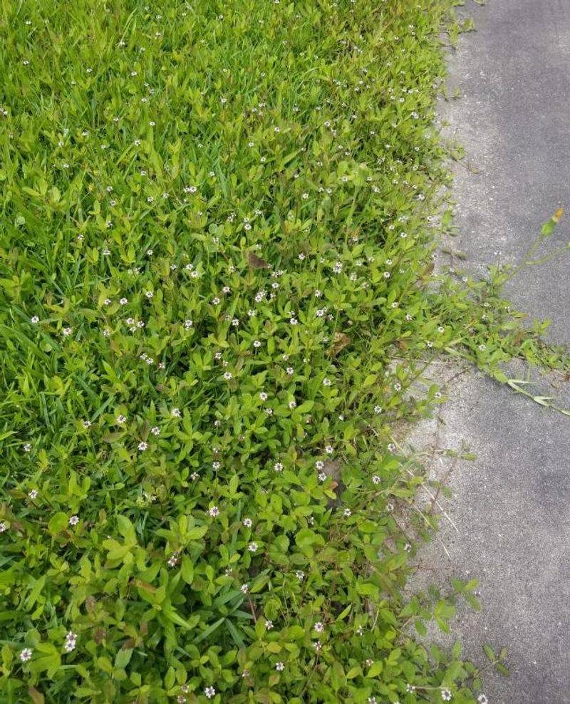 Match the plant to the right Texas site