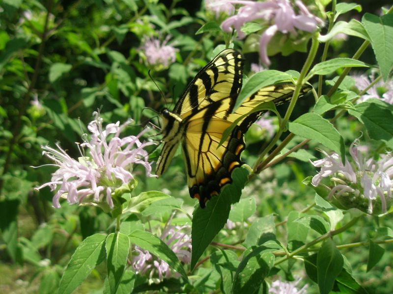 Match the plant to your North Carolina site