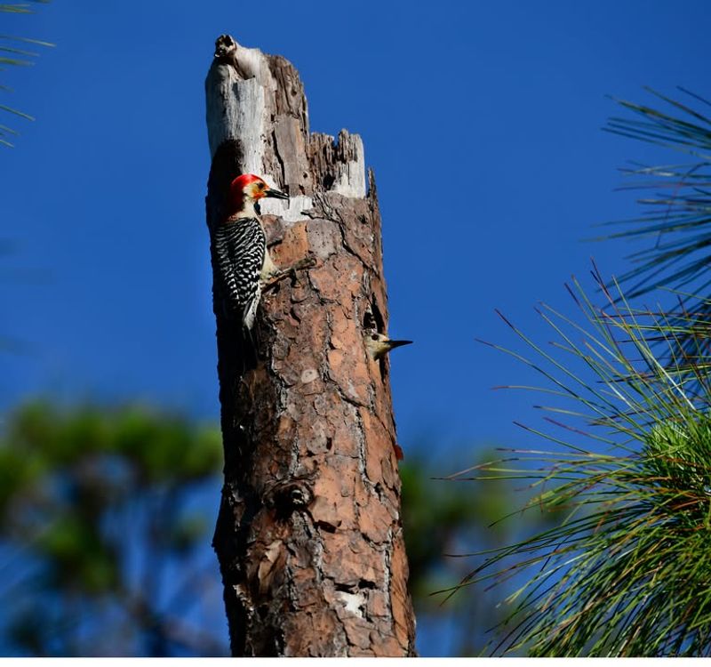 Mature Trees and Dead Wood Are Important Habitat Clues Mature Trees and Dead Wood Are Important Habitat Clues