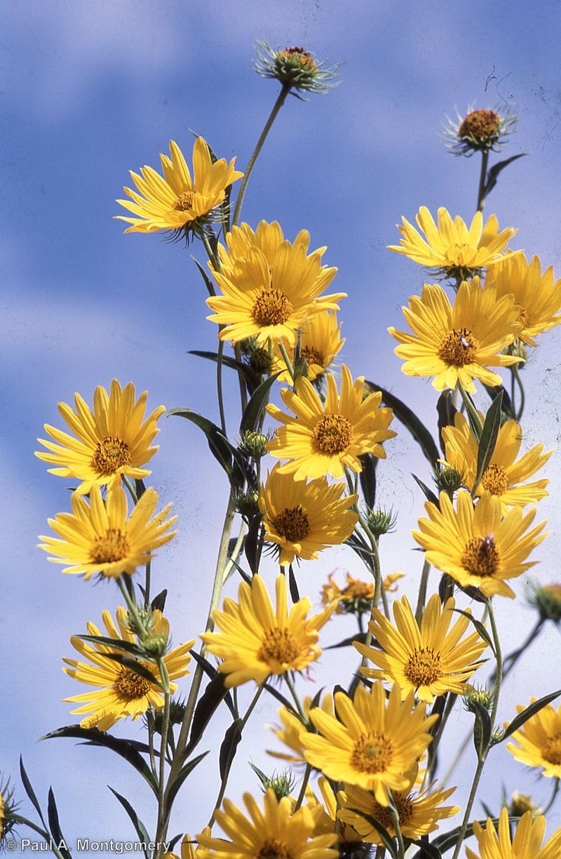 Maximilian Sunflower