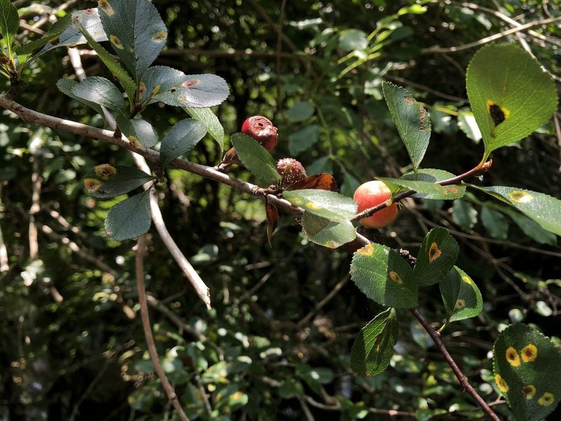 Mayhaw