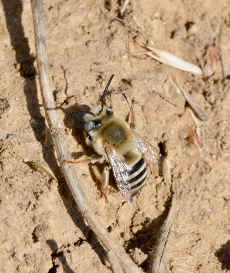 Meet California’s ground-nesting bees