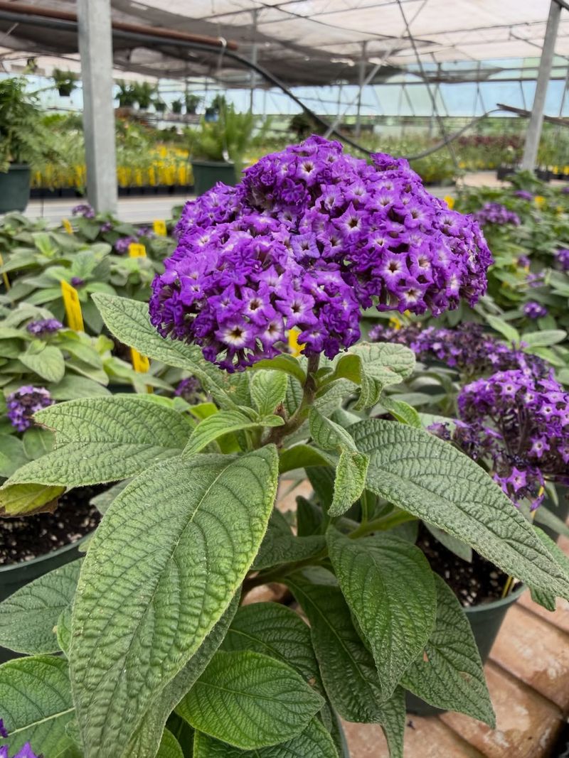 Why the cherry-pie fragrance varies from plant to plant
