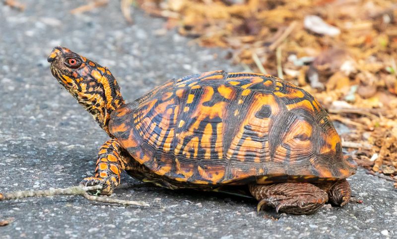 Meet the Eastern Box Turtle in Your Garden