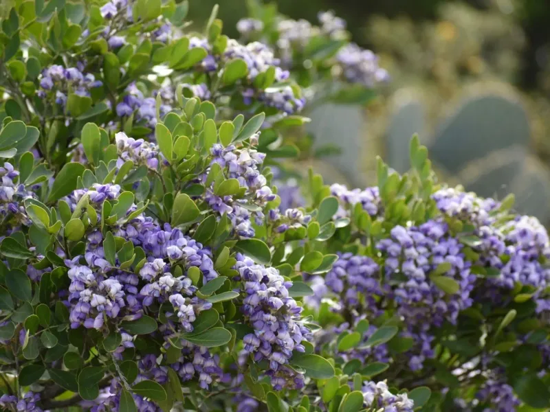 Meet the Texas mountain laurel Meet the Texas mountain laurel