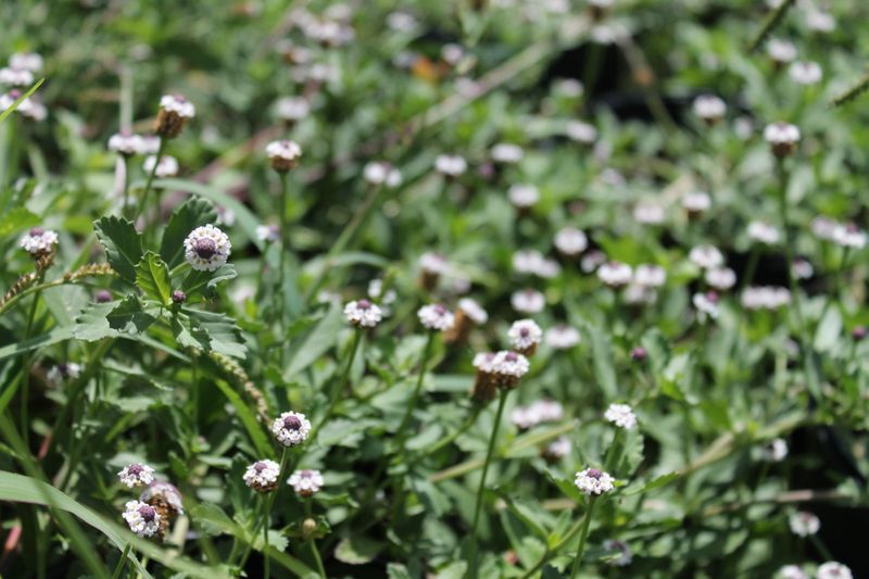 Meet the Texas-native groundcover behind the claim
