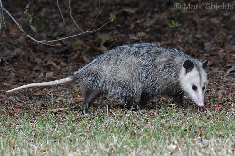 Meet the Virginia opossum in your North Carolina yard