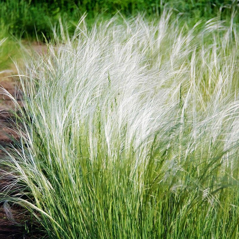 Mexican Feather Grass Mexican Feather Grass