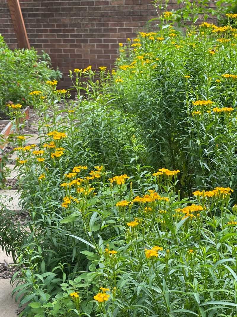 Mexican Mint Marigold