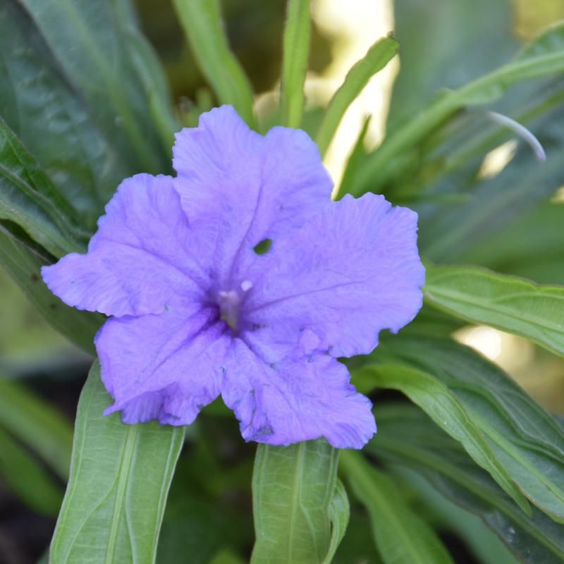 Mexican Petunia (Ruellia) Mexican Petunia (Ruellia)