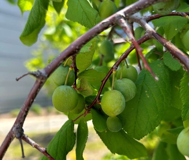 Mexican Plum
