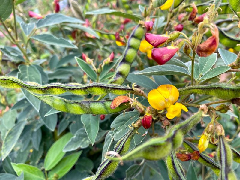 Pigeon Pea