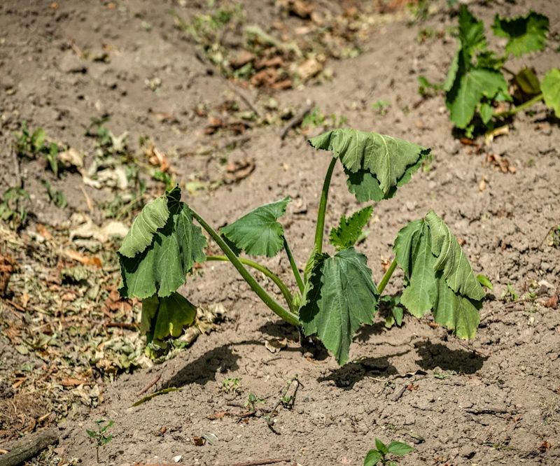Midday Wilt Can Be Normal—But Recovery Changes the Diagnosis Midday Wilt Can Be Normal—But Recovery Changes the Diagnosis