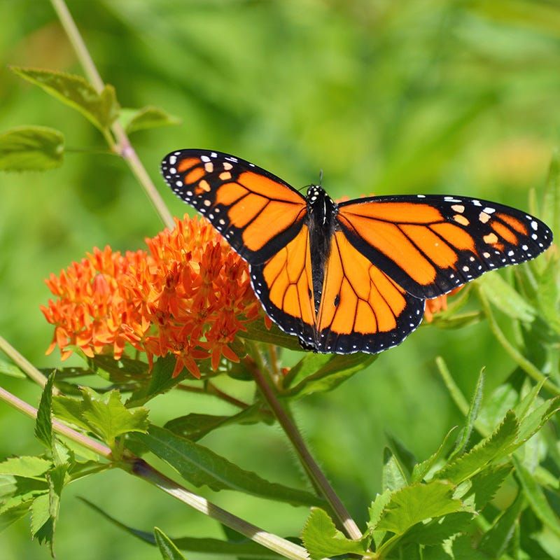 Milkweed (Asclepias tuberosa) Milkweed (Asclepias tuberosa)