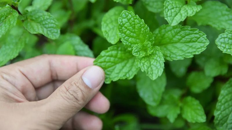 Mint Plants Mint Plants