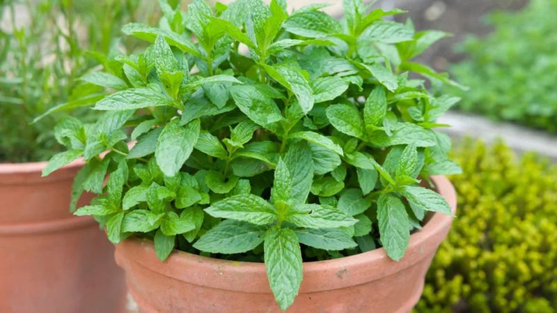 Mint (Spearmint)
