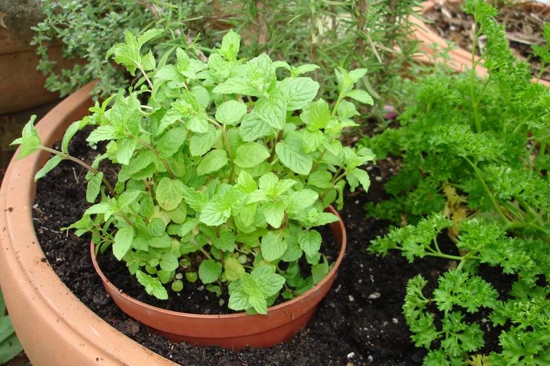 Mint (as a Contained Shrubby Border) Mint (as a Contained Shrubby Border)