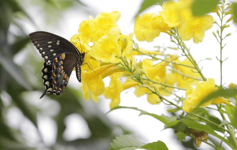 Modest maintenance can support wildlife without promising perfection Modest maintenance can support wildlife without promising perfection