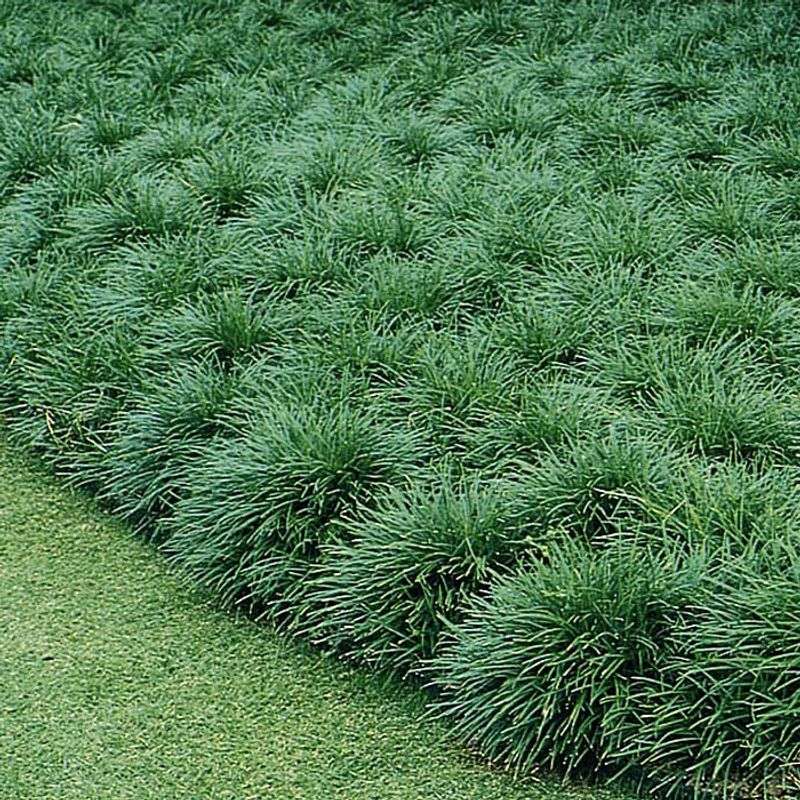 Mondo Grass (Ophiopogon japonicus) Mondo Grass (Ophiopogon japonicus)
