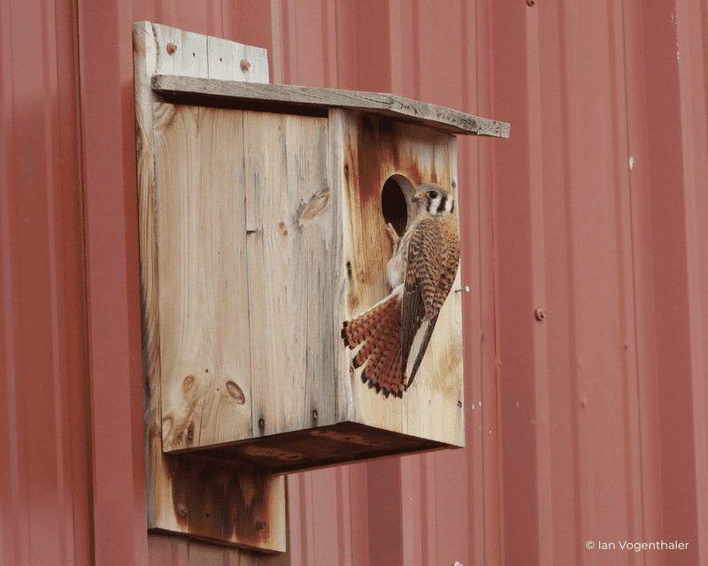 Monitor boxes legally and leave active nests alone
