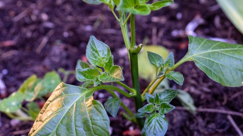 Monitor new growth before treating the plant