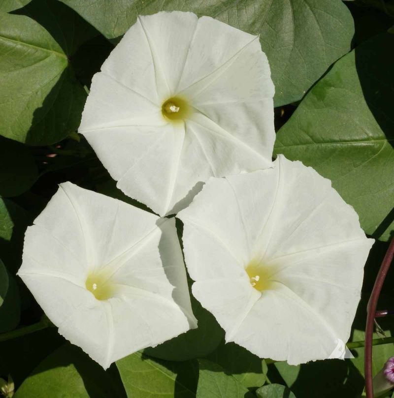 Moonflower (Ipomoea alba) Moonflower (Ipomoea alba)