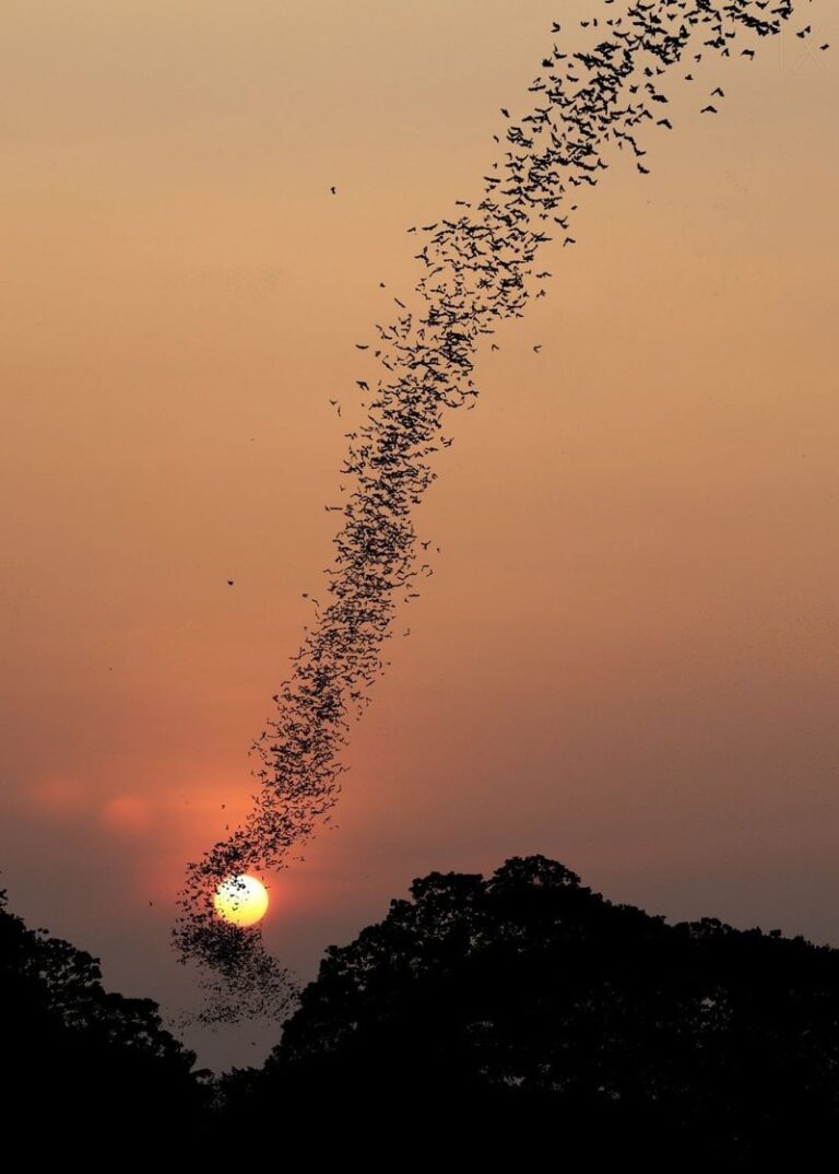 More Bats Over Your Texas Patio Means Fewer Mosquitoes at Dusk