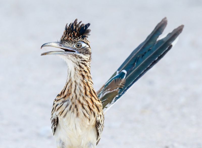 Roadrunners eat scorpions—but they are not proven scorpion patrols